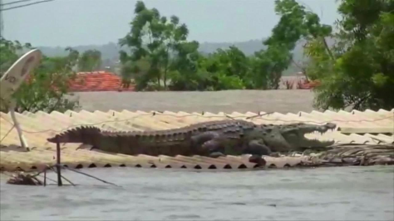 CNNE 687320 - hallan a cocodrilo en el techo de una vivienda en la india