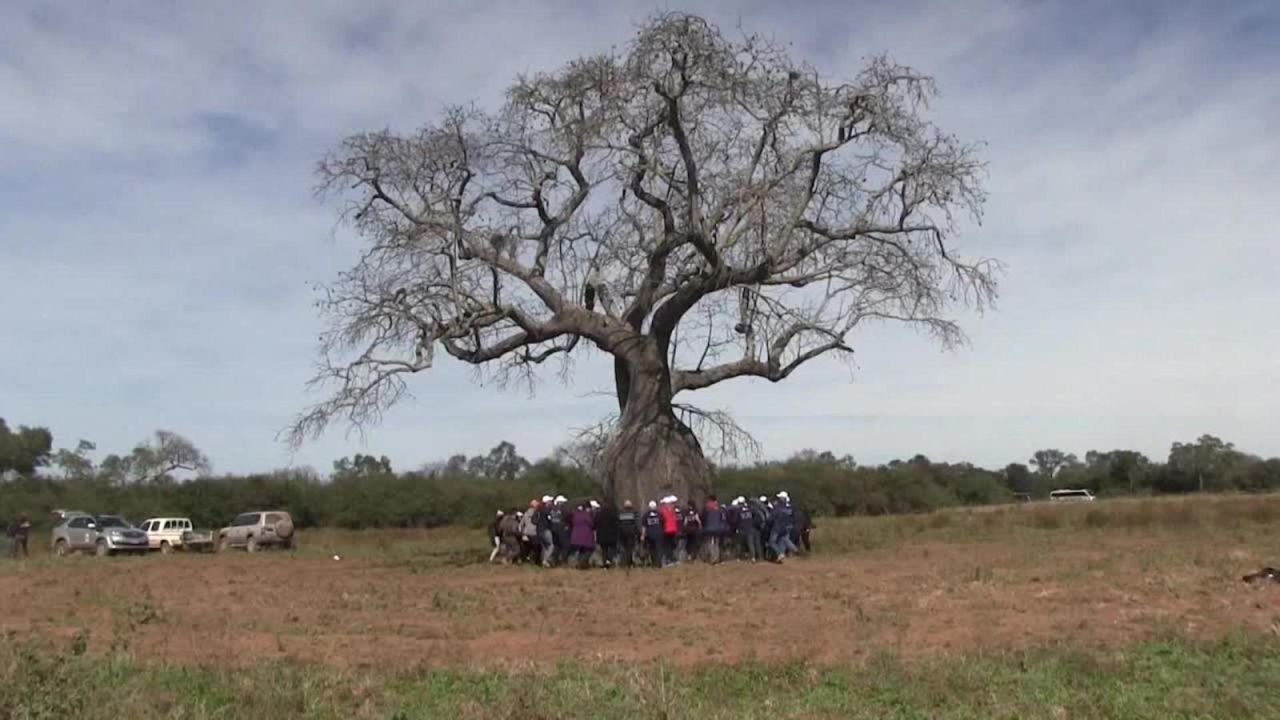 CNNE 687389 - en paraguay buscan el mejor arbol