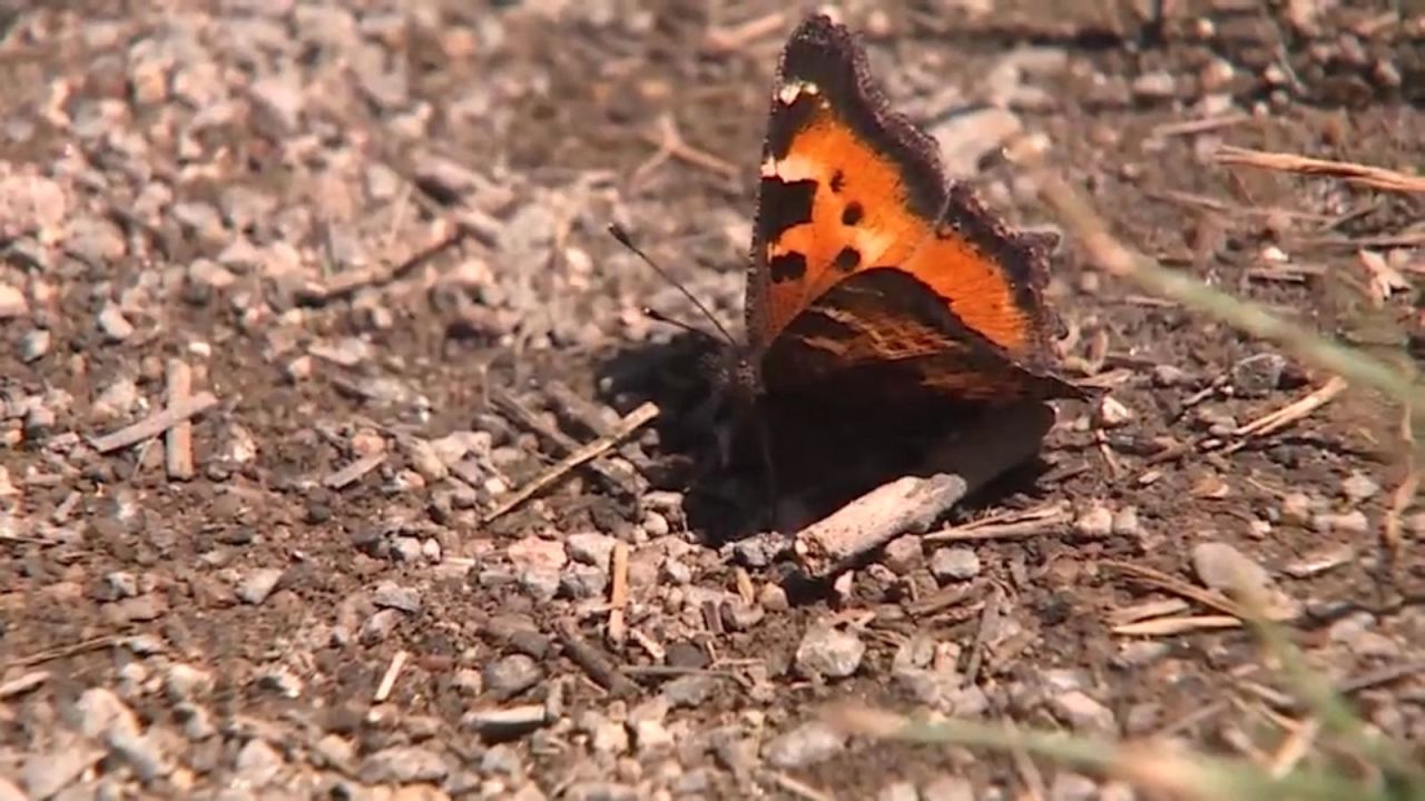 CNNE 687823 - miles de mariposas "enamoradas" llegan a nevada