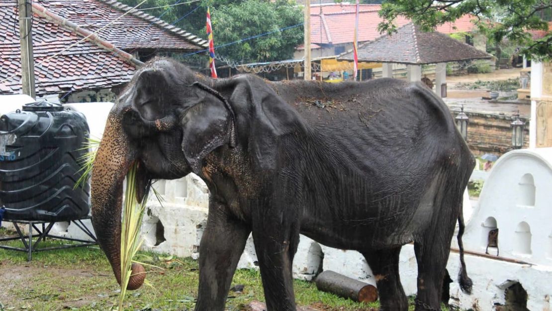 CNNE 688582 - 190815093556-sri-lanka-emaciated-elephant-0813