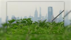 CNNE 688584 - asi luce el cultivo de azotea mas grande de nueva york