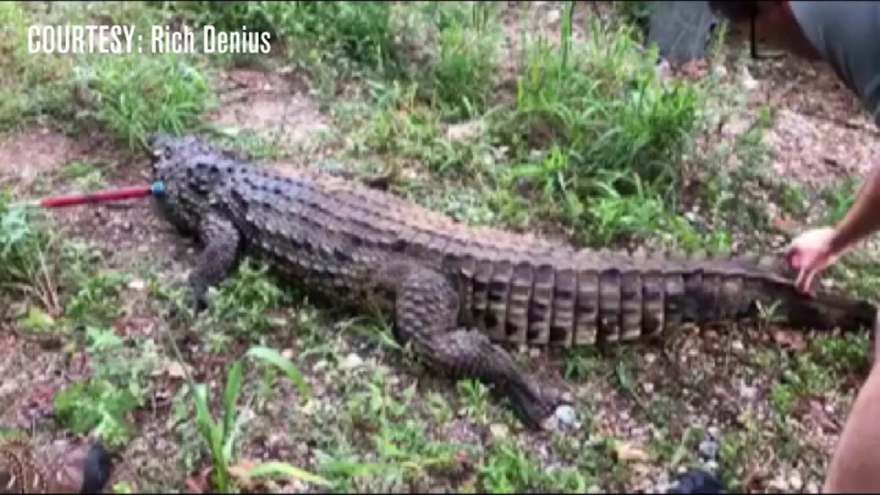 CNNE 689131 - ninos se salvan de un posible ataque decocodrilo