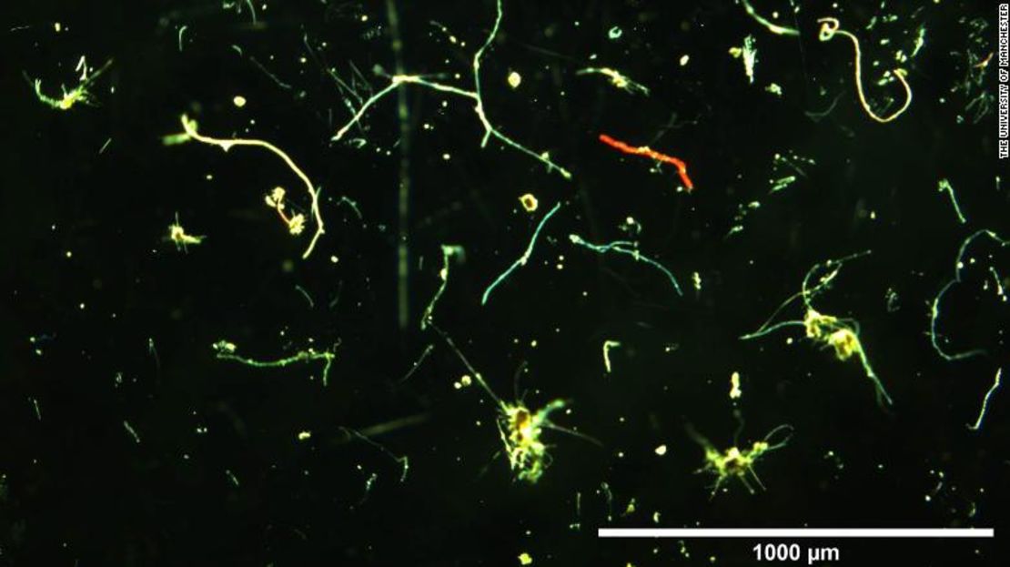 Colección de microfibras descubiertas por los científicos.