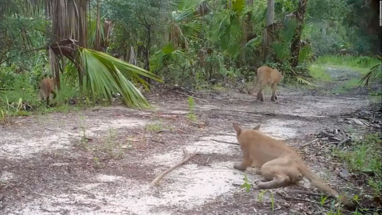 CNNE 691329 - danos neurologicos en grandes felinos desconciertan a expertos