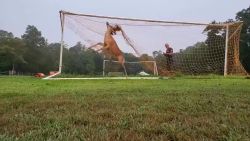 CNNE 692596 - hombre libera a un ciervo de una red de futbol