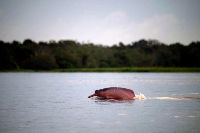 El delfín rosado del Amazonas, también conocido como boto, está clasificado en el nivel vulnerable de la Lista Roja de Especies Amenazadas. Ha sido históricamente perseguido por la creencia de que tiene poderes especiales. MAURO PIMENTEL/AFP/Getty Images