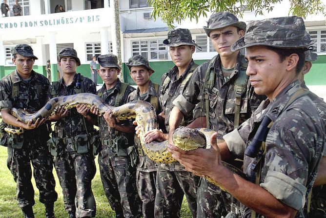 La fauna amazónica incluye cinco especies de boas: la constrictor, la esmeralda, la arborícola común, la arcoíris y la anaconda verde. En la foto, un grupo de soldados carga una anaconda de 4,5 metros de largo. EVARISTO SA/AFP/Getty Images