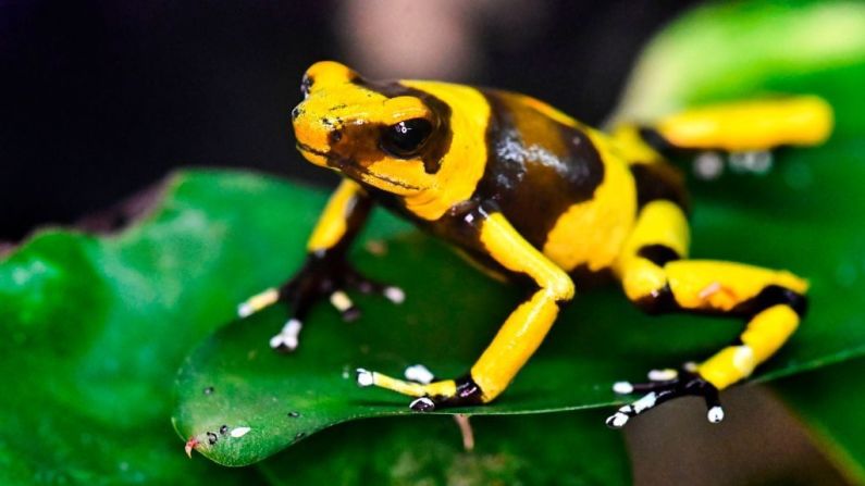 Hay varios tipos de ranas venenosas (Dendrobates species) en la selva amazónica. Sus colores brillantes advierten a los depredadores sobre la toxicidad de su piel. LUIS ROBAYO/AFP/Getty Images