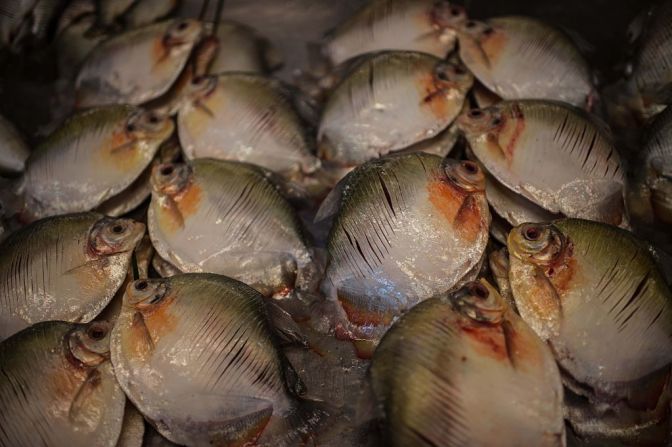 A pesar de su reputación, de las 20 especies de piraña, la mayoría son vegetarianas. CHRISTOPHE SIMON/AFP/Getty Images