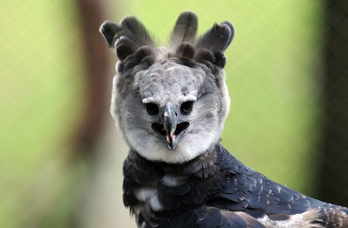 Las alas del águila arpía miden 2 metros de envergadura. Su hábitat se está viendo amenazado por la deforestación y está clasificada como especie casi amenazada en la Lista Roja de la UICN. RODRIGO ARANGUA/AFP/Getty Images