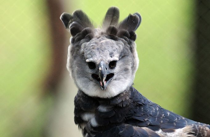 Harpy Eagle - Harpia harpyja - Harpyie Harpy eagle, Animals, Species