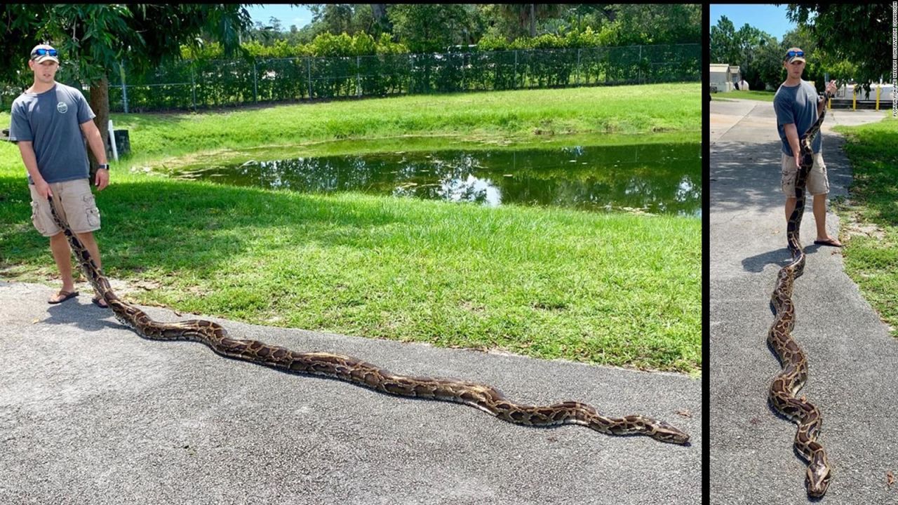 CNNE 694254 - una piton de mas de 5 metros fue capturada en florida