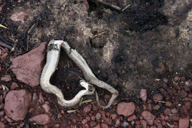 Una serpiente muerta yace en el suelo en un área afectada por incendios forestales en el Parque Nacional Otuquis, en la ecorregión del Pantanal de Bolivia, al sureste de la cuenca del Amazonas, el 27 de agosto de 2019.