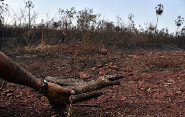 Un hombre sostiene una serpiente muerta en un área afectada por incendios forestales en el Parque Nacional Otuquis, en la ecorregión del Pantanal de Bolivia, al sudeste de la cuenca del Amazonas, el 27 de agosto de 2019.