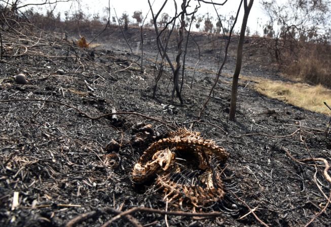 Los restos de una serpiente yacen en el suelo en un área afectada por incendios forestales en el Parque Nacional Otuquis, en la ecorregión del Pantanal de Bolivia, al sureste de la cuenca del Amazonas, el 27 de agosto de 2019.