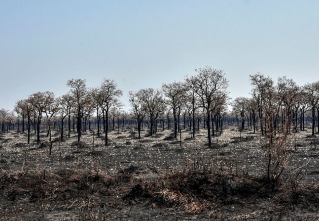 Un área afectada por los incendios forestales en el Parque Nacional Otuquis, en la ecorregión del Pantanal de Bolivia, al sureste de la cuenca del Amazonas. Evo Morales se enfrenta a la creciente furia de los grupos ambientalistas por los voraces incendios forestales en su propio país.