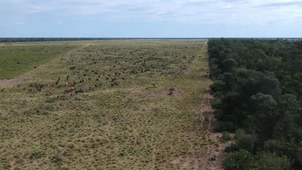 CNNE 696015 - la realidad en el chaco tras la deforestacion