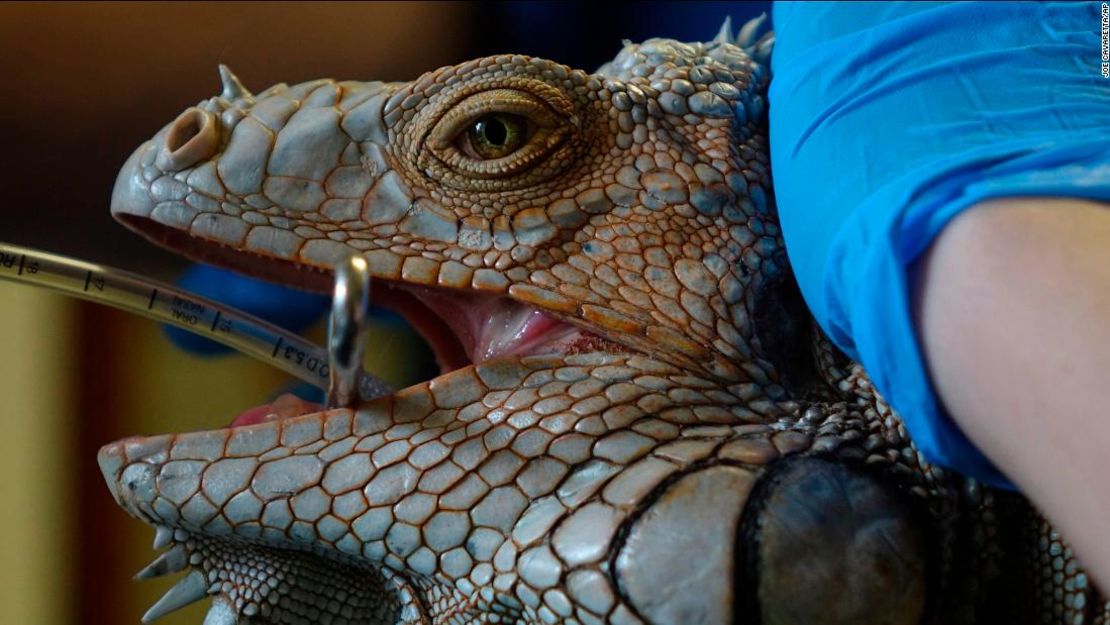 The iguana that was found shot with five arrows in Plantation is prepared for emergency surgery, Wednesday, Jan. 17, 2018, at the South Florida Wildlife Center in Fort Lauderdale. The iguana was affectionately nicknamed Godzilla by the staff because of its size.
...SOUTH FLORIDA OUT; NO MAGS; NO SALES; NO INTERNET; NO TV.