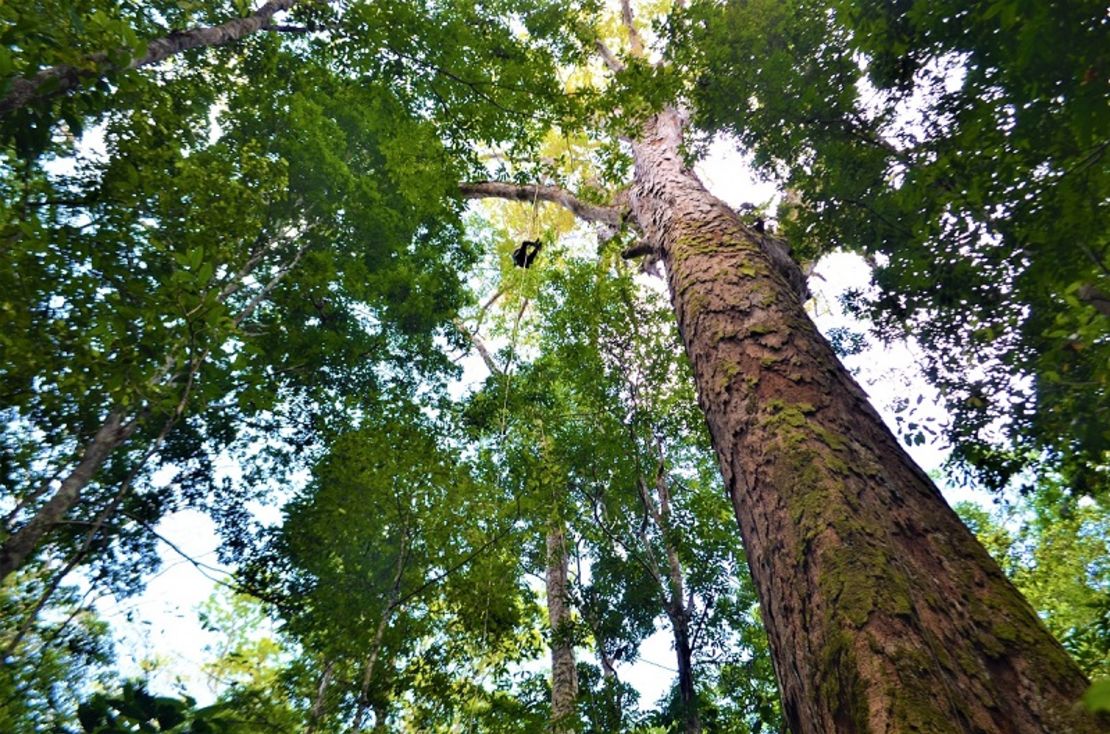 Así se ve un gigantesco árbol que encontraron en un santuario en el Amazonas.