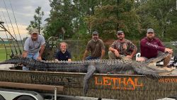 CNNE 700782 - cazan un caiman de mas de cuatro metros en georgia