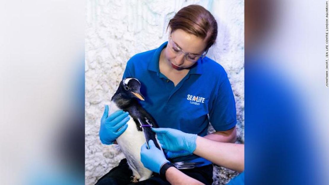 Charlotte Barcas, del acuario Sea Life de Londres, ayuda a poner una etiqueta de identificación de color púrpura al pingüino que no tiene asignado su género.