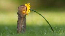 CNNE 701651 - la curiosa foto viral de una ardilla oliendo una flor