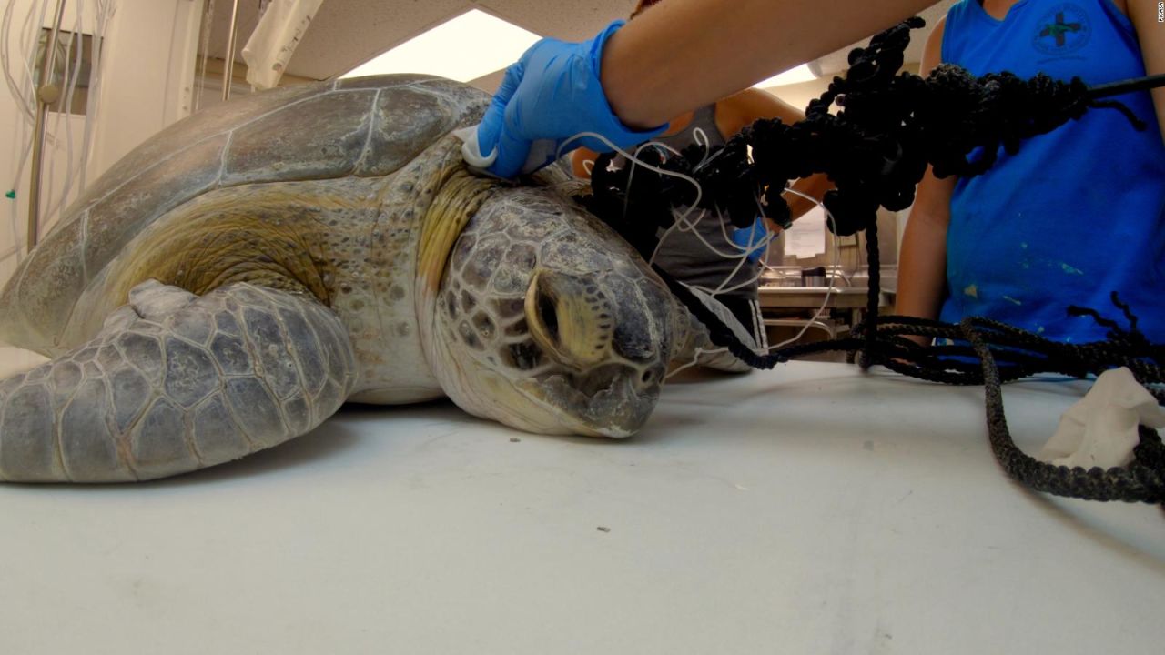 CNNE 701685 - esta tortuga fue hallada con un arpon en el cuello