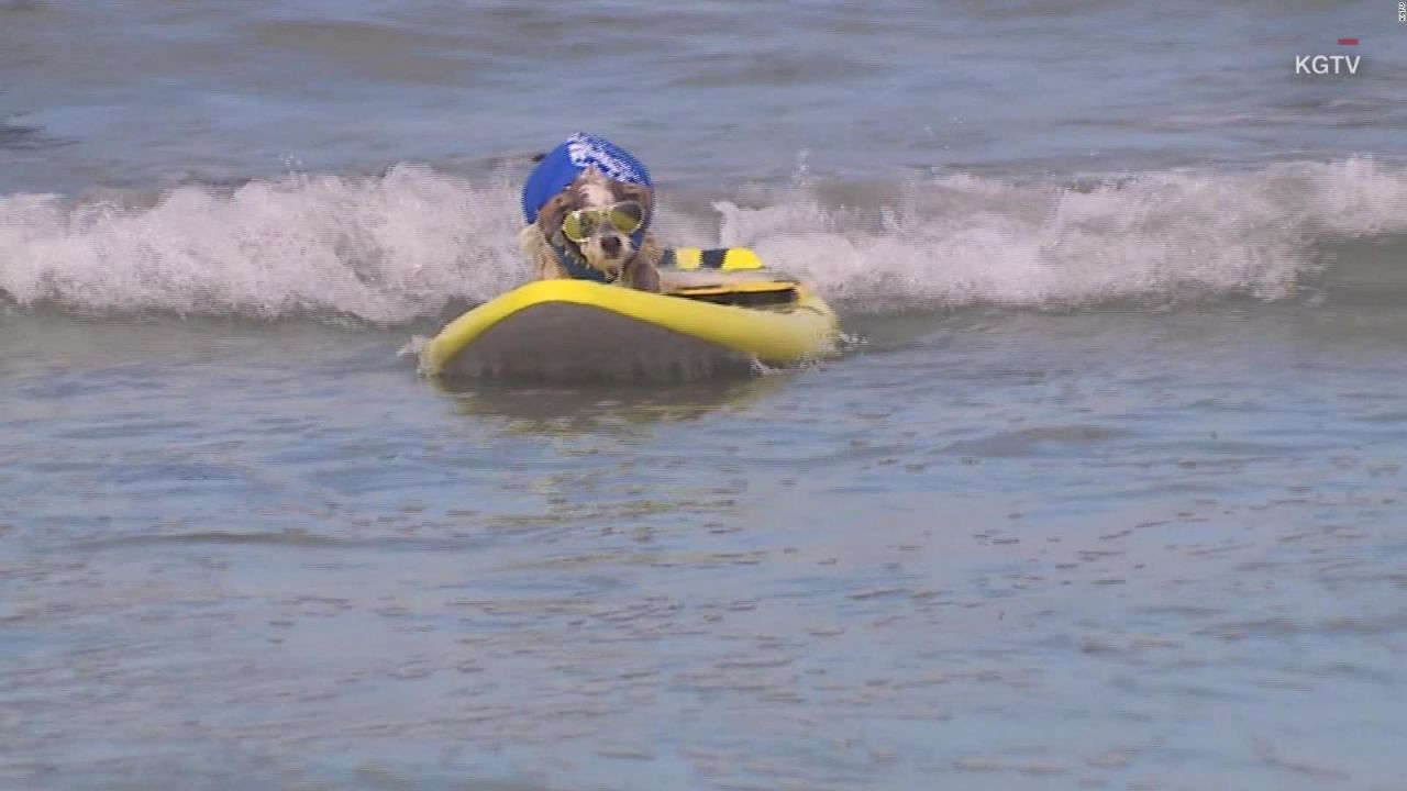 CNNE 701916 - perros practican surf en california