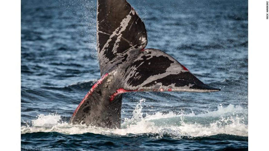 Las ballenas francas del Atlántico norte como esta luchan por liberarse de las artes de pesca. El enredo es una de sus principales causas de muerte.