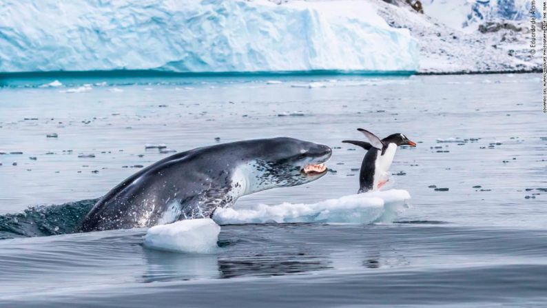 Un pingüino gentú huye por su vida mientras una foca leopardo sale del agua.