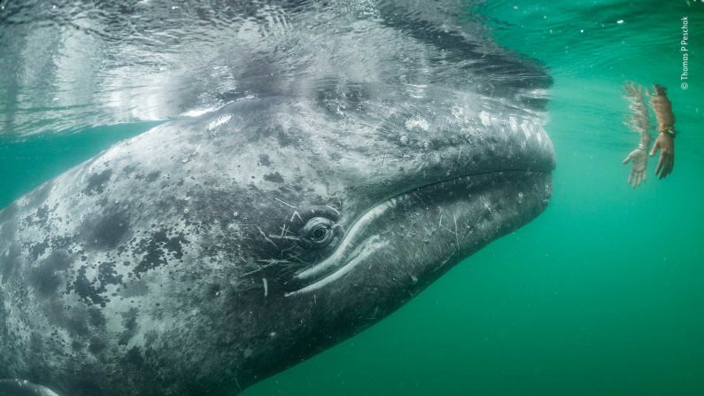 Las impresionantes imágenes del Wildlife Photographer of the Year 2019 → Una joven ballena gris se mueve hacia un par de manos desconocidas que bajan de un barco turístico.