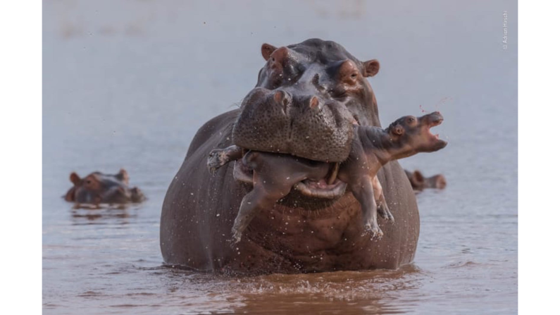 Un hipopótamo recién nacido, de solo unos días, estaba cerca de su madre en las aguas poco profundas del lago Kariba, Zimbabwe, cuando de repente un toro grande fue directamente hacia ellos. El animal persiguió a la madre —que después agarró a su cría con su enorme boca— claramente con la intención de matarla.