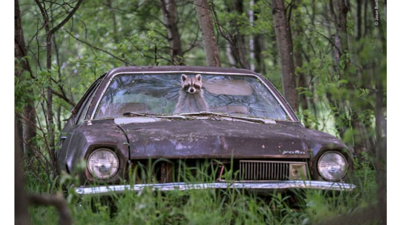 Un mapache asoma su rostro enmascarado de un Ford Pinto de los años 70 en una granja desierta en Saskatchewan, Canadá. En el asiento trasero, sus cinco juguetonas crías se llenan de emoción.