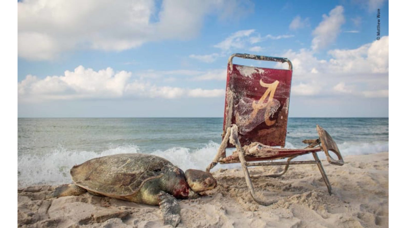 Esta escena de playa en el Refugio Nacional de Vida Silvestre Bon Secour de Alabama parece atractiva a primera vista: cielo azul, arena suave y una tortuga marina de Kemp. Pero a medida que el fotógrafo se acercaba, pudo ver la soga fatal alrededor del cuello de la tortuga unida a la silla de playa.