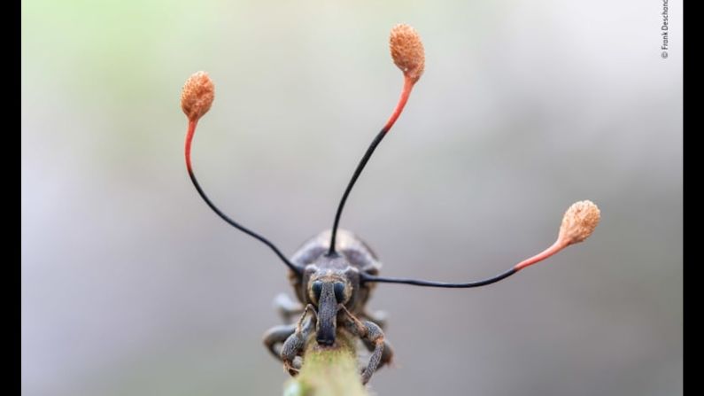 En un viaje nocturno en la selva amazónica peruana, el fotógrafo Frank Deschandol vio a este gorgojo de aspecto extraño aferrado a un tallo de helecho. Sus ojos vidriosos mostraban que estaba muerto, y las tres proyecciones similares a antenas que crecían en su tórax eran los cuerpos fructíferos maduros de un "hongo zombi".