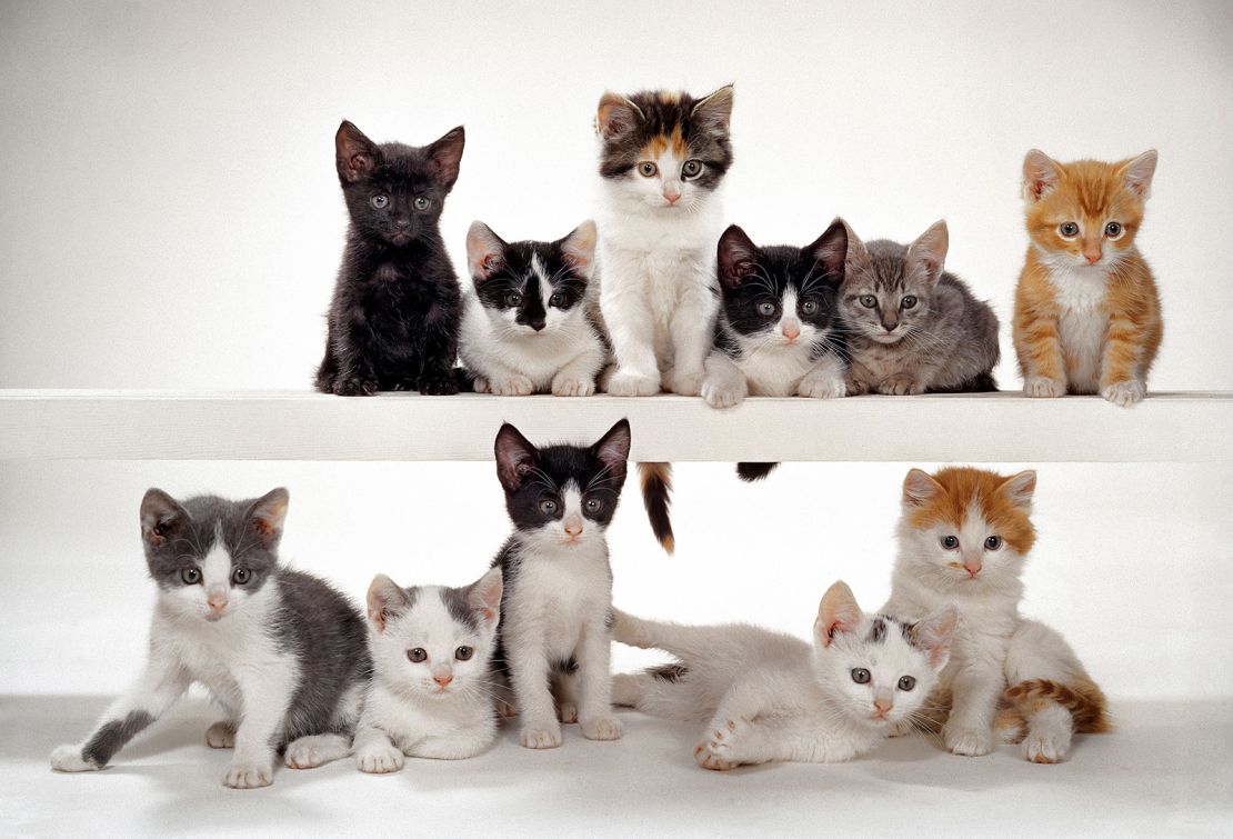 Estos adorables gatitos participaron en una sesión de fotos de Chandoha para McCall's Magazine en 1964.