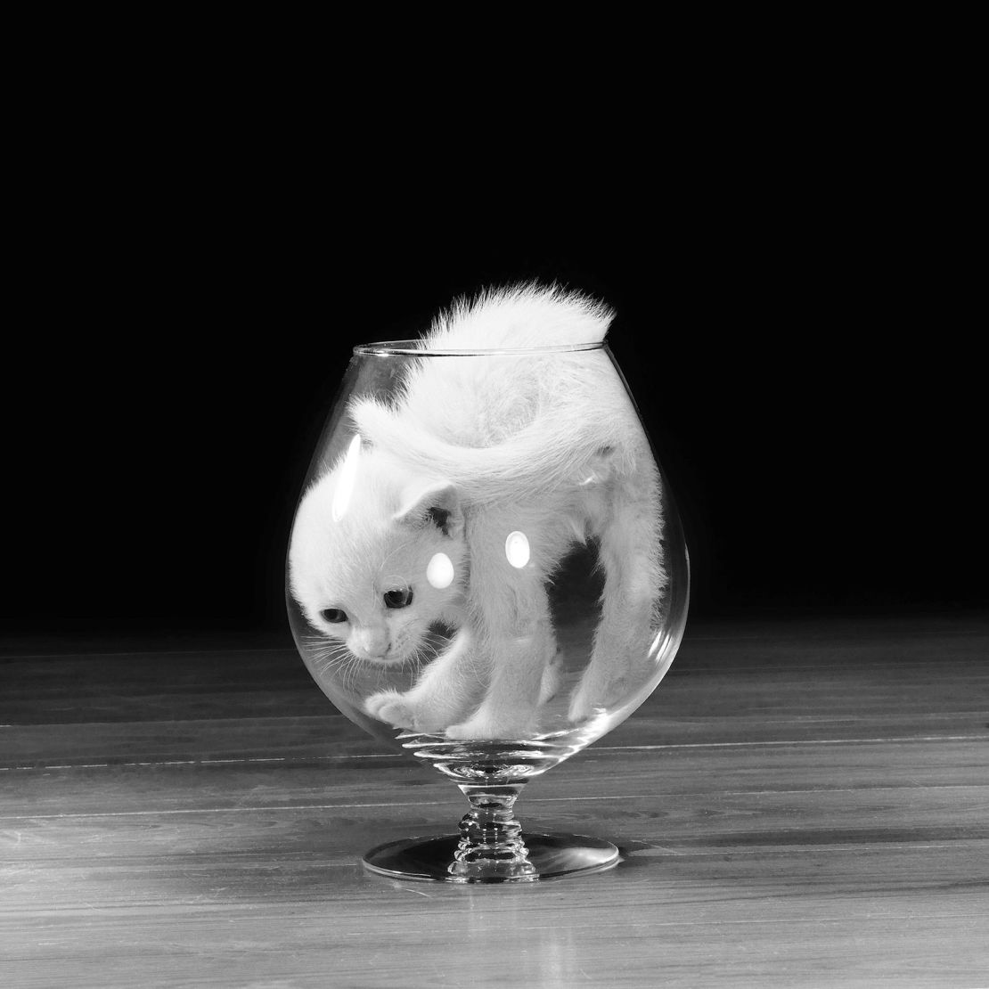 Un gato de pelo corto se aprieta en un vaso en 1960.