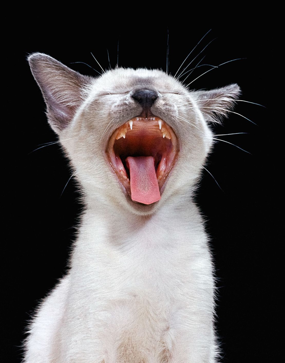 Un gato siamés en 1984. Al principio de su carrera, Chandoha buscó el consejo de un entrenador de tigres. "Para obtener la toma, necesitas tres cosas: sonido, paciencia y comida".