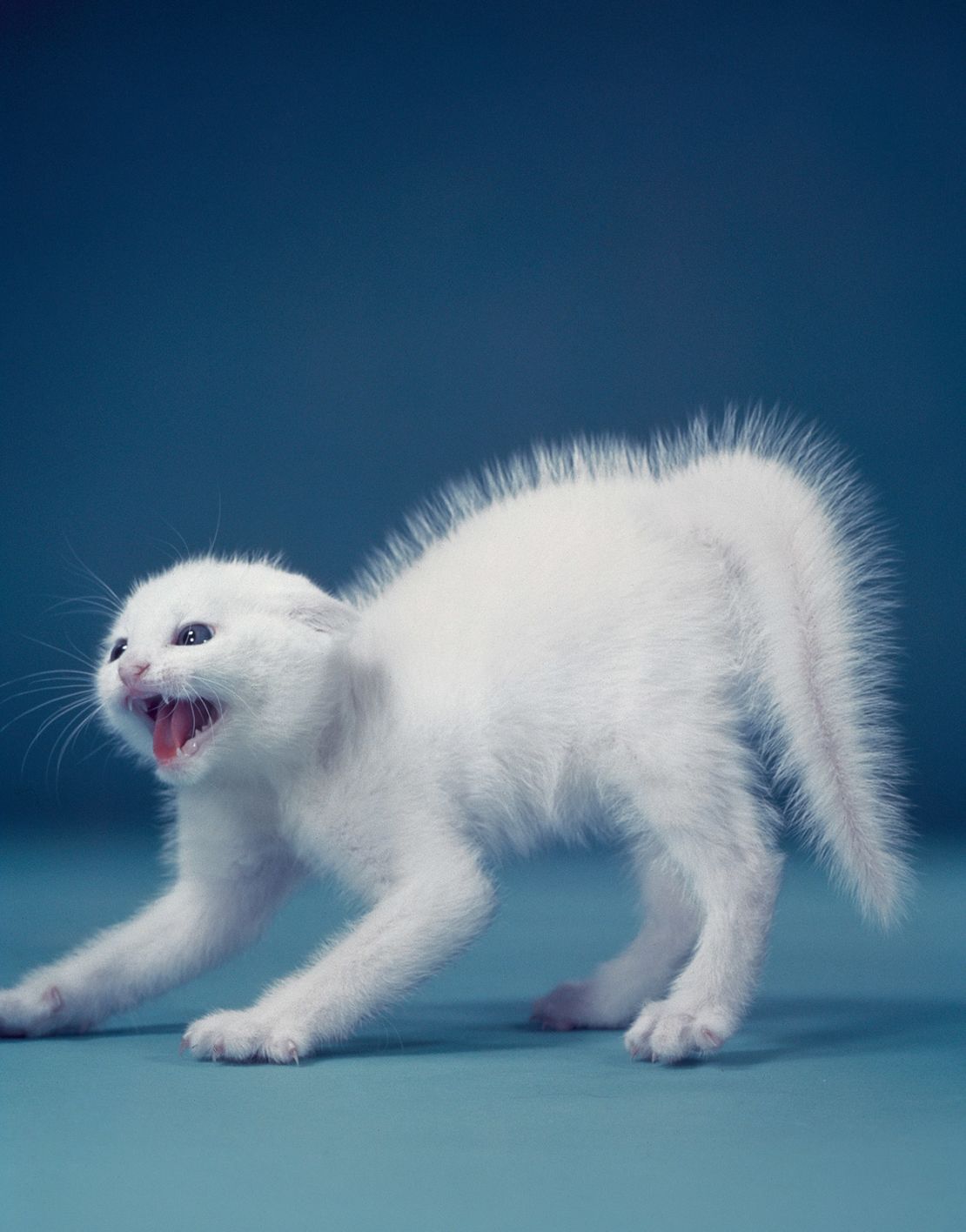 La técnica de retroiluminación de Chandoha dramatiza la postura defensiva de un gatito cuando ve a un perro en 1957.