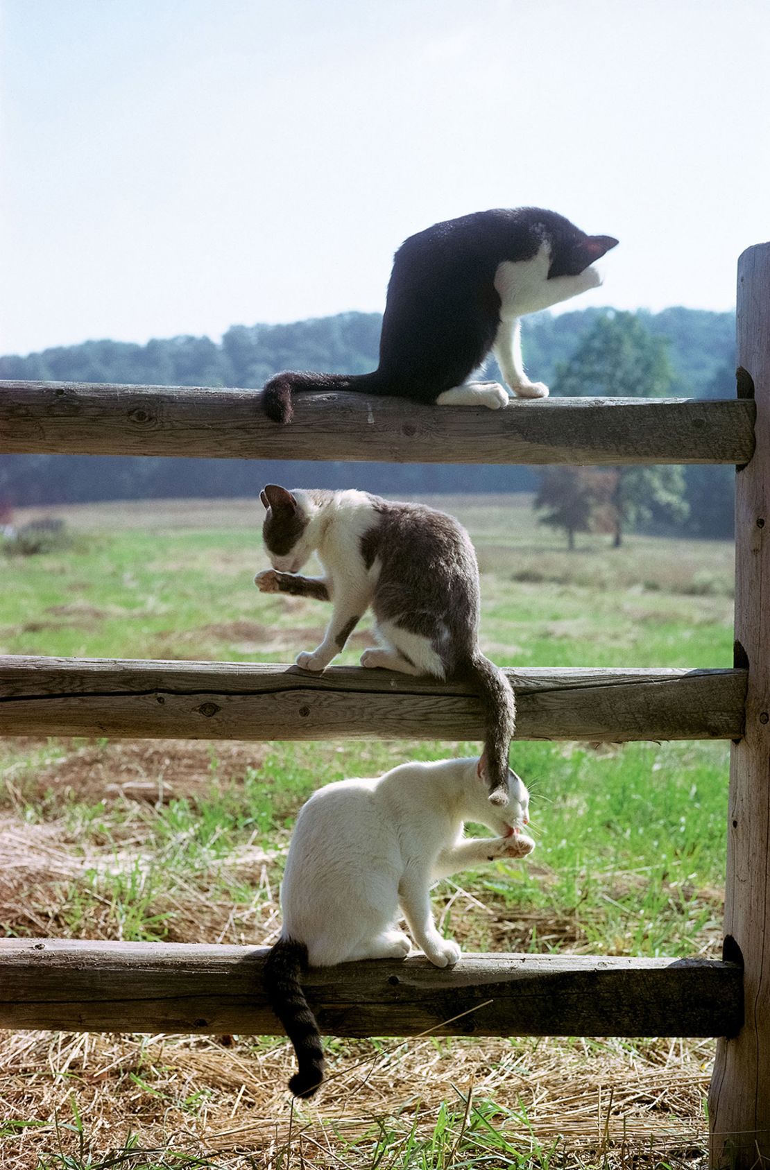 Tres gatos se limpian a ellos mismos en una cerca en 1982.