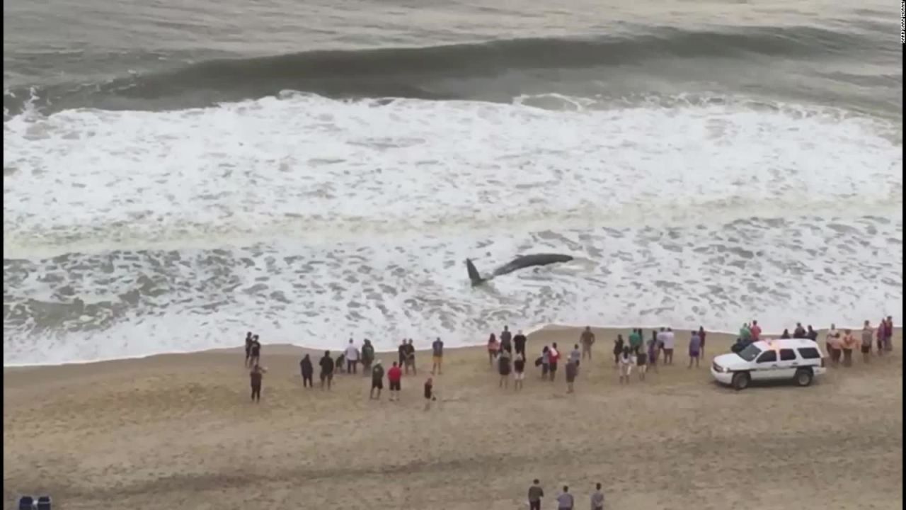 CNNE 704453 - una ballena murio en una playa de maryland