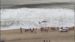 CNNE 704453 - una ballena murio en una playa de maryland