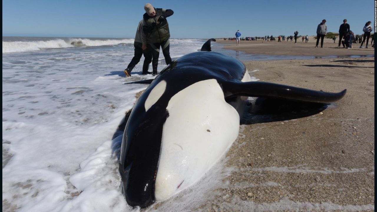 CNNE 704512 - arduo rescate de orcas en argentina