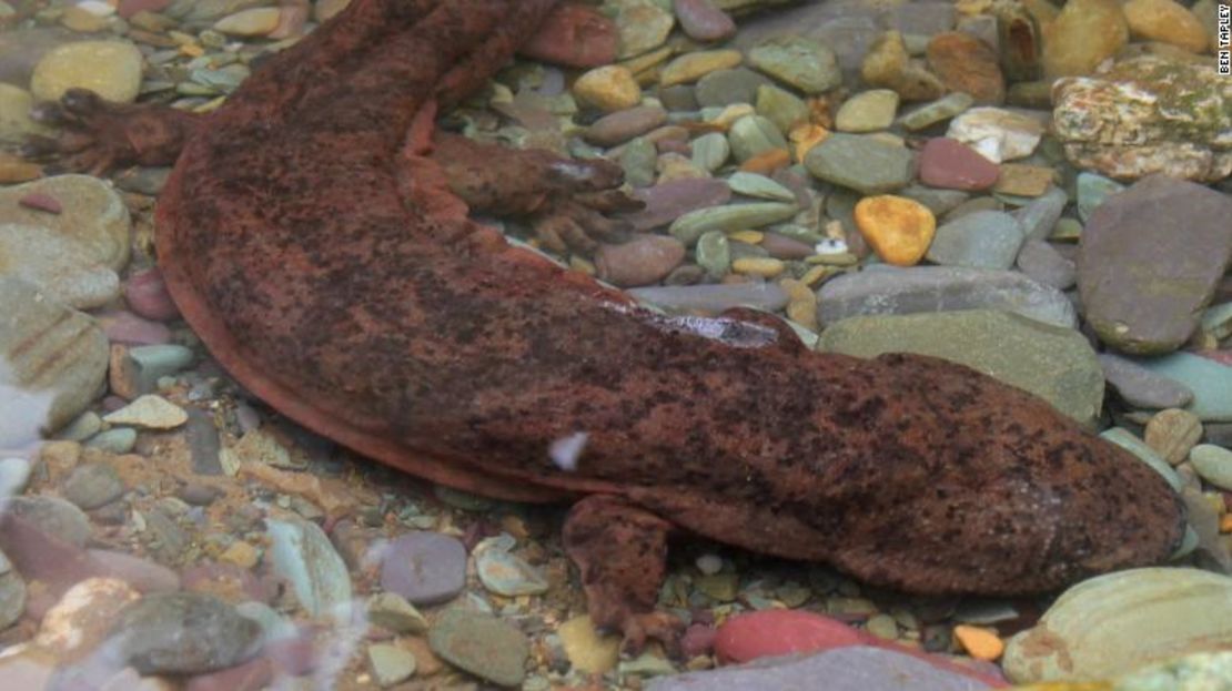 Una salamandra china gigante silvestre