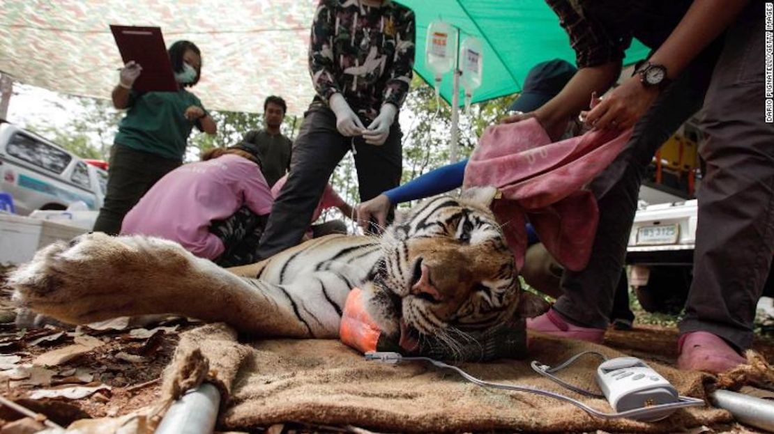 Veterinarios tailandeses sedaron a los tigres en el templo Wat Pha Luang Ta Bua el 1 de junio de 2016, en la provincia de Kanchanaburi, Tailandia.