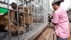 CNNE 705050 - 150 tigres tailandeses fueron rescatados y mas de la mitad han muerto