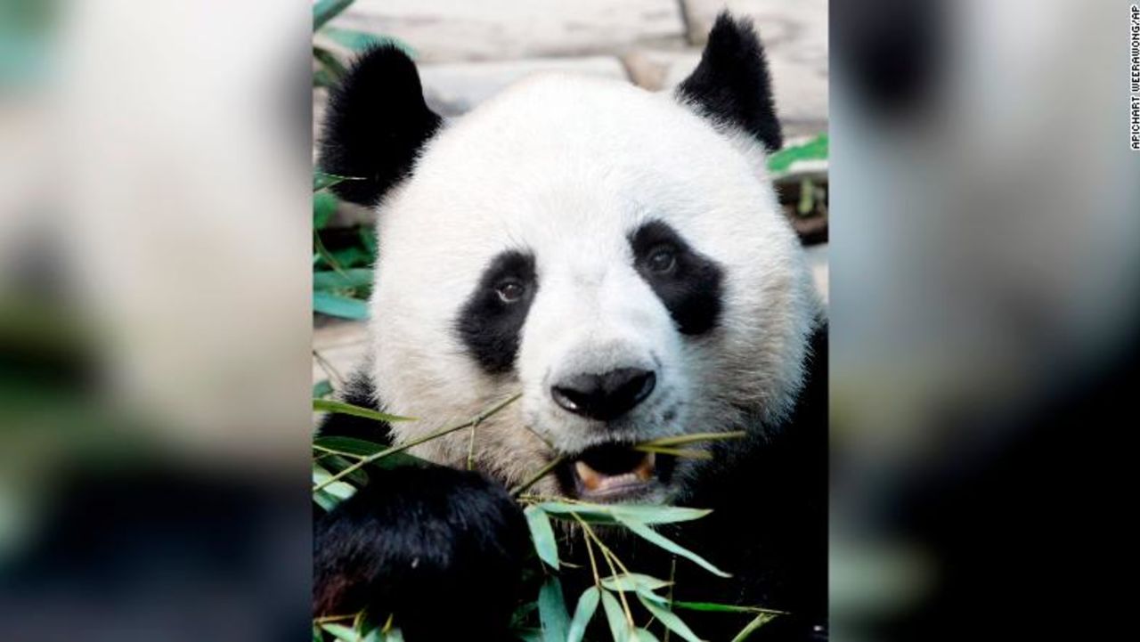 File- In this April 4, 2007. file photo, a male panda named Chuang Chuang chews bamboo leaves inside its cage at the Chiang Mai zoo in Chiang Mai province, northern Thailand. Officials said Chuang Chuang collapsed Monday, Sept. 16, 2019, in his enclosure at the Chiang Mai Zoo shortly after standing up following a meal of bamboo leaves.