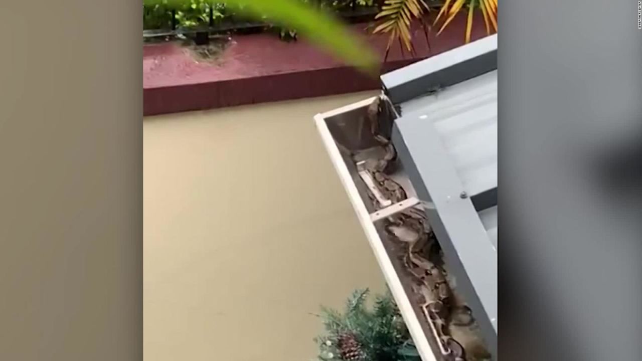 CNNE 707357 - una serpiente se refugia en el techo de una casa