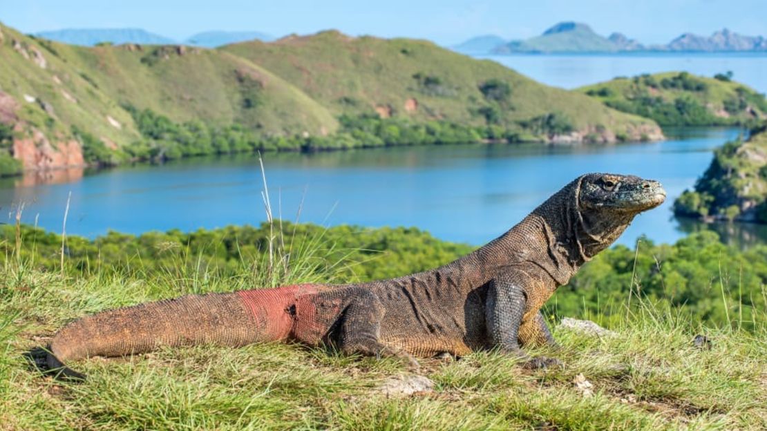 Komodo, Indonesia.