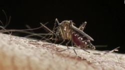 CNNE 707725 - cambio climatico contibuiria a una epidemia global del dengue